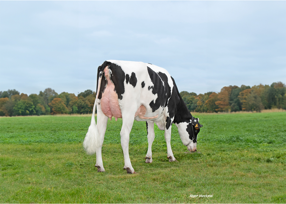 Upside, daughter of ROMEO - Owner: GAEC de l’Epinay. Chassant (Fr.)