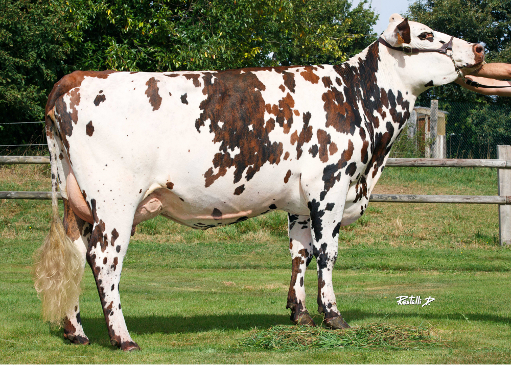 Riville, hija de OUIJOLI - Prop: Gaec de la Bouhardiere (Fr.)