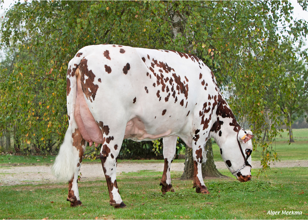 Tipelette, hija de PALUEL - Prop: EARL les Perrets. Les Moutiers en Auge (Fr.)