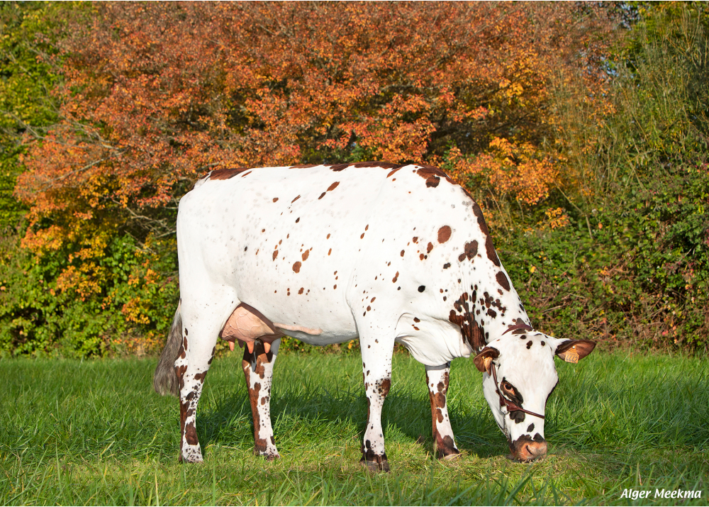 Tiphaine, hija de PACO BGT - Prop: EI Lubin Crespeau. Val d’Yerre (Fr.) Tiphaine, hija de PACO BGT - Prop: EI Lubin Crespeau. Val d’Yerre (Fr.)