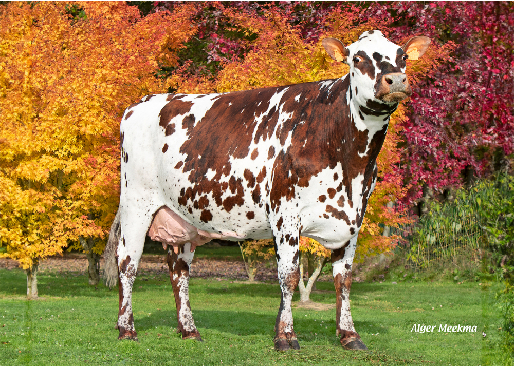 See, hija de MARVEL - Prop: EARL Gueret. La Bazoche Gouet (Fr.)