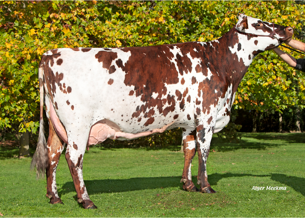 See, hija de MARVEL - Prop: EARL Gueret. La Bazoche Gouet (Fr.)