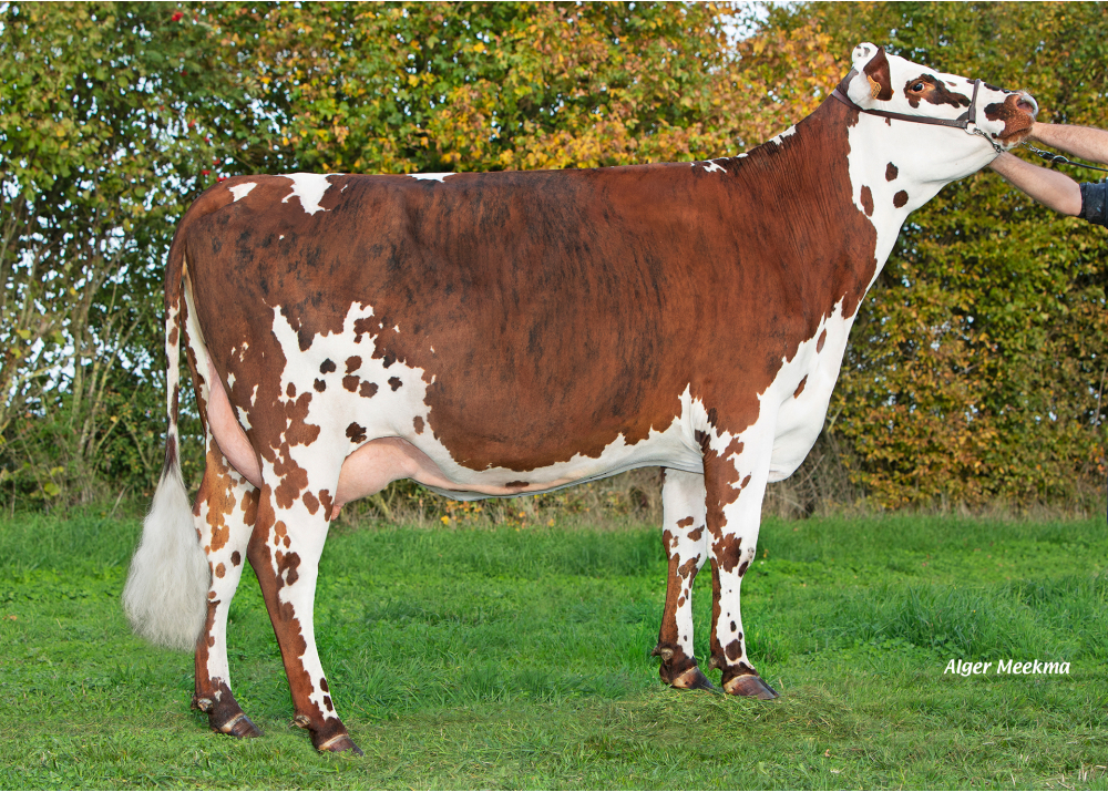 Upsilon, hija de PACO BGT - Prop: GAEC du Rouvray. Feings (Fr.) Upsilon, hija de PACO BGT - Prop: GAEC du Rouvray. Feings (Fr.)