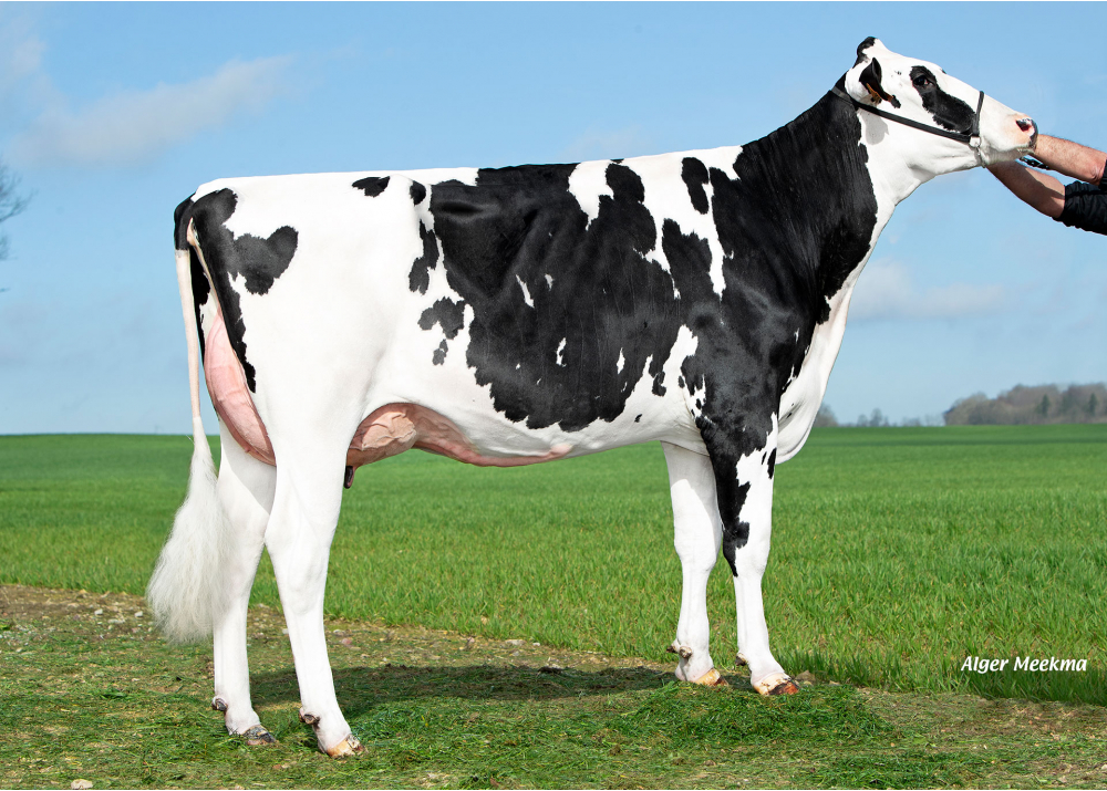 Uranium, daughter of SAUTON - Owner: GAEC des Hauts de Bonnefoi. Bonnefoi (Fr.)