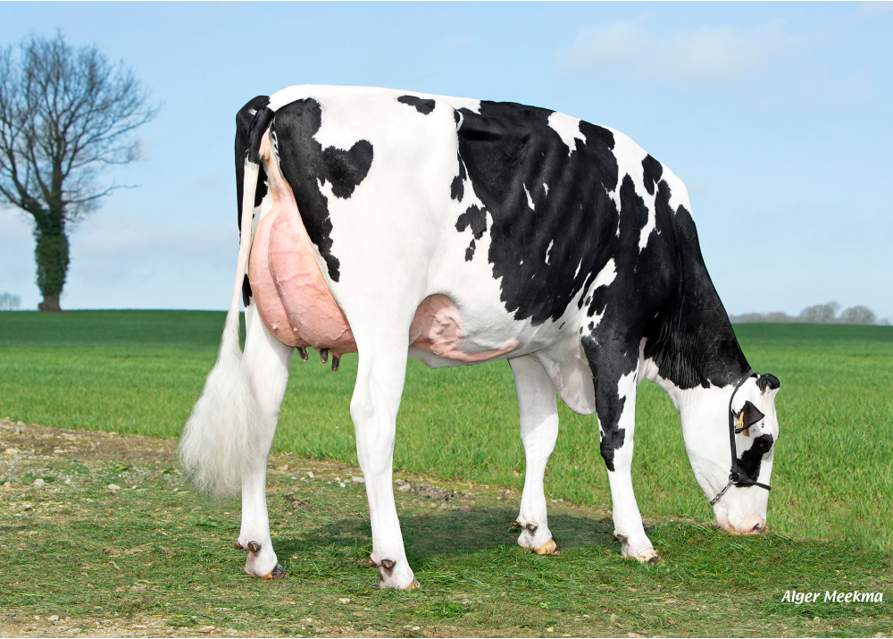 Uranium, daughter of SAUTON - Owner: GAEC des Hauts de Bonnefoi. Bonnefoi (Fr.)