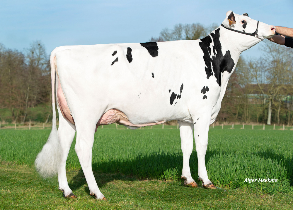 Unité, daughter of ROMEO - Owner: GAEC du Grenouillet. Chassant (Fr.)