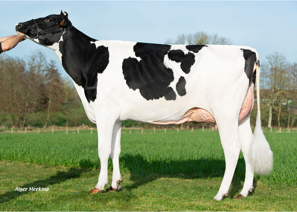 Urbane, daughter of ROGER - Owner: GAEC du Grenouillet. Chassant (Fr.)