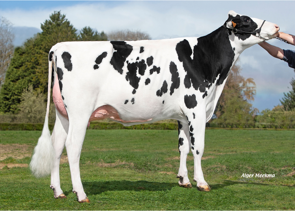 5459, daughter of SUPERMAN - Owner: SCEA le Briel. Trelon (Fr.)