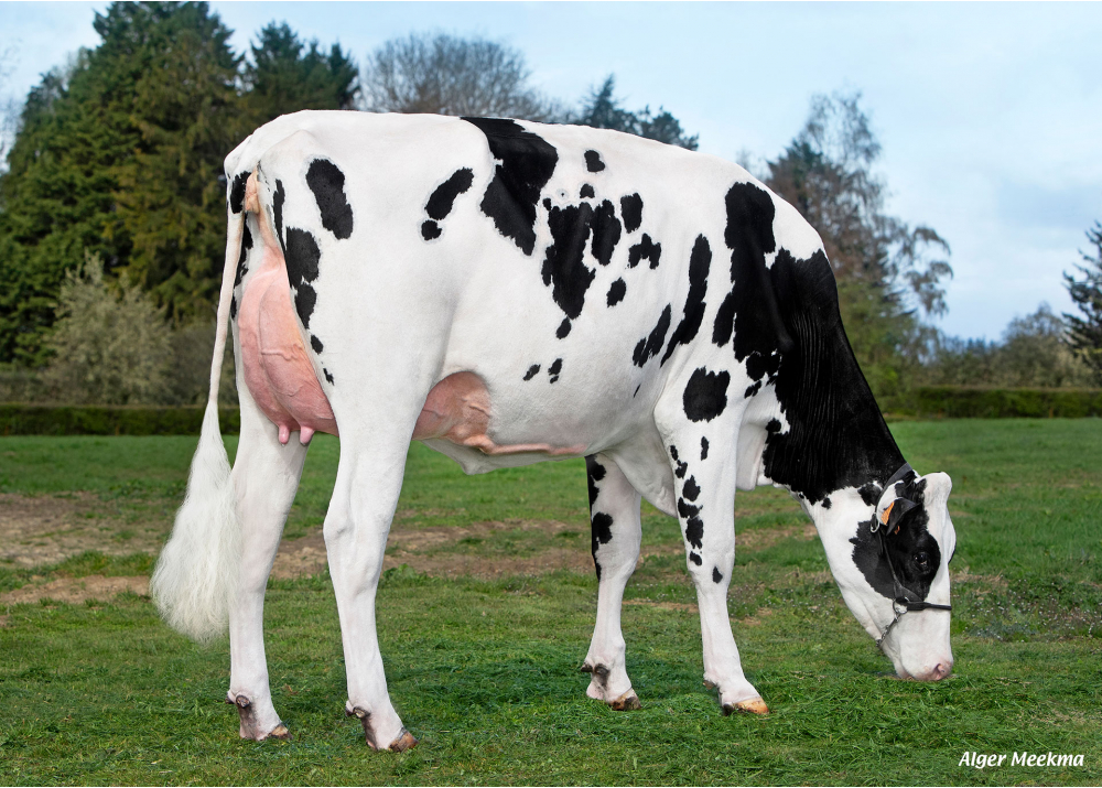 5459, daughter of SUPERMAN - Owner: SCEA le Briel. Trelon (Fr.)