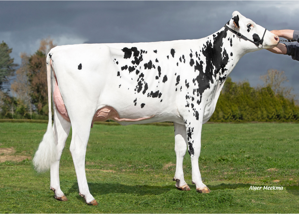 5463, daughter of SUPERMAN - Owner: SCEA le Briel. Trelon (Fr.)
