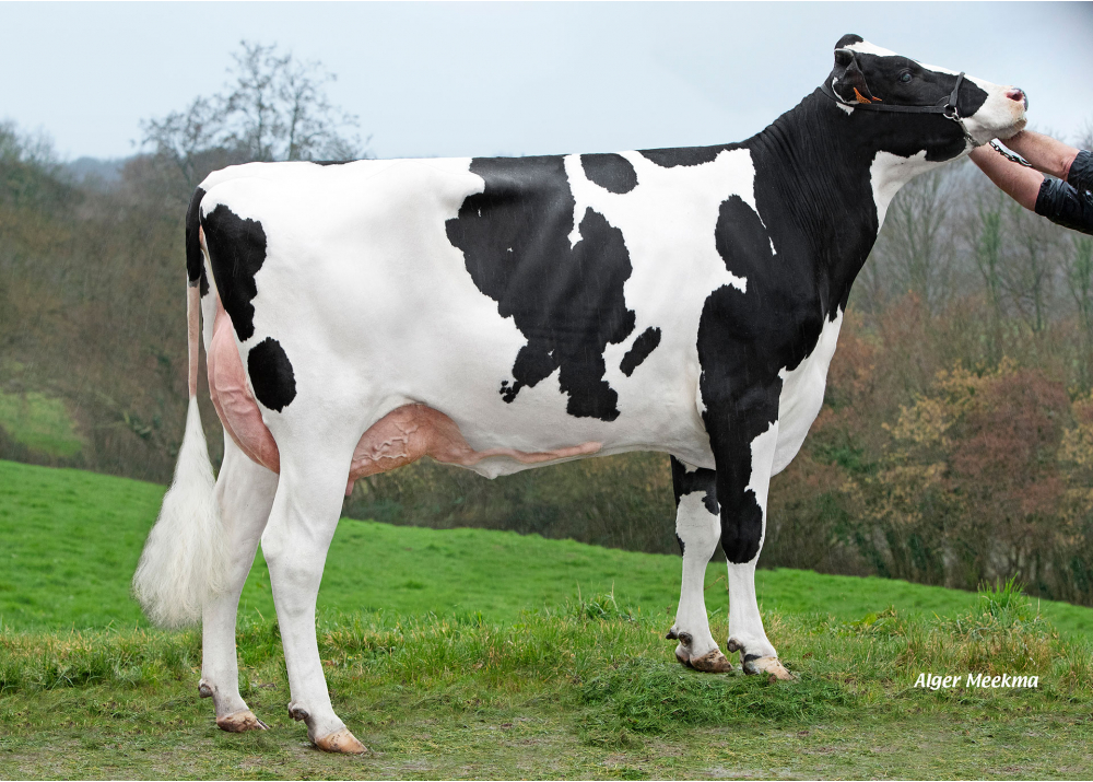 Uggly, daughter of SUPERMAN - Owner: GAEC du Pasquet. Le Pasquet (Fr.)