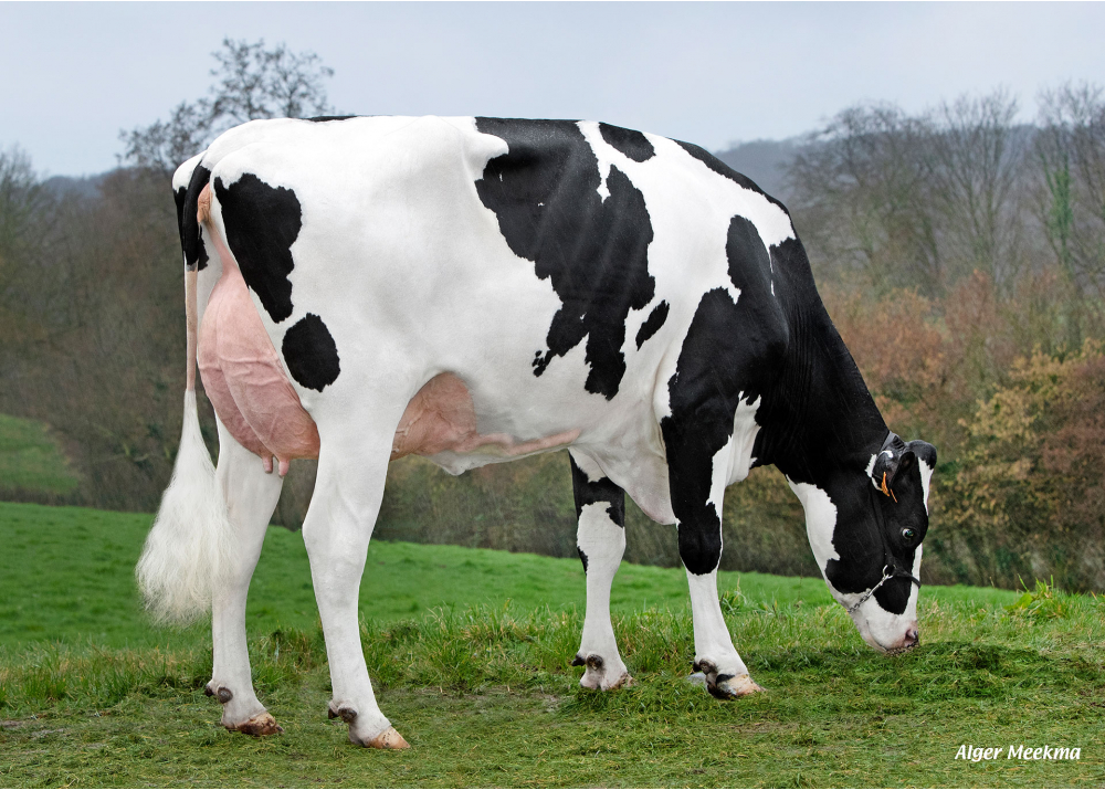 Uggly, daughter of SUPERMAN - Owner: GAEC du Pasquet. Le Pasquet (Fr.)