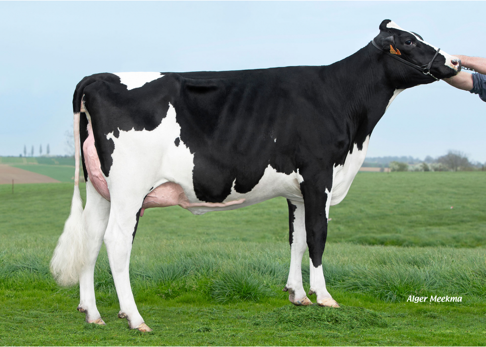 Vinted HGH, daughter of LV TARTUF - Owner: EARL HGHC. Clary (Fr.) Vinted HGH, daughter of LV TARTUF - Owner: EARL HGHC. Clary (Fr.)