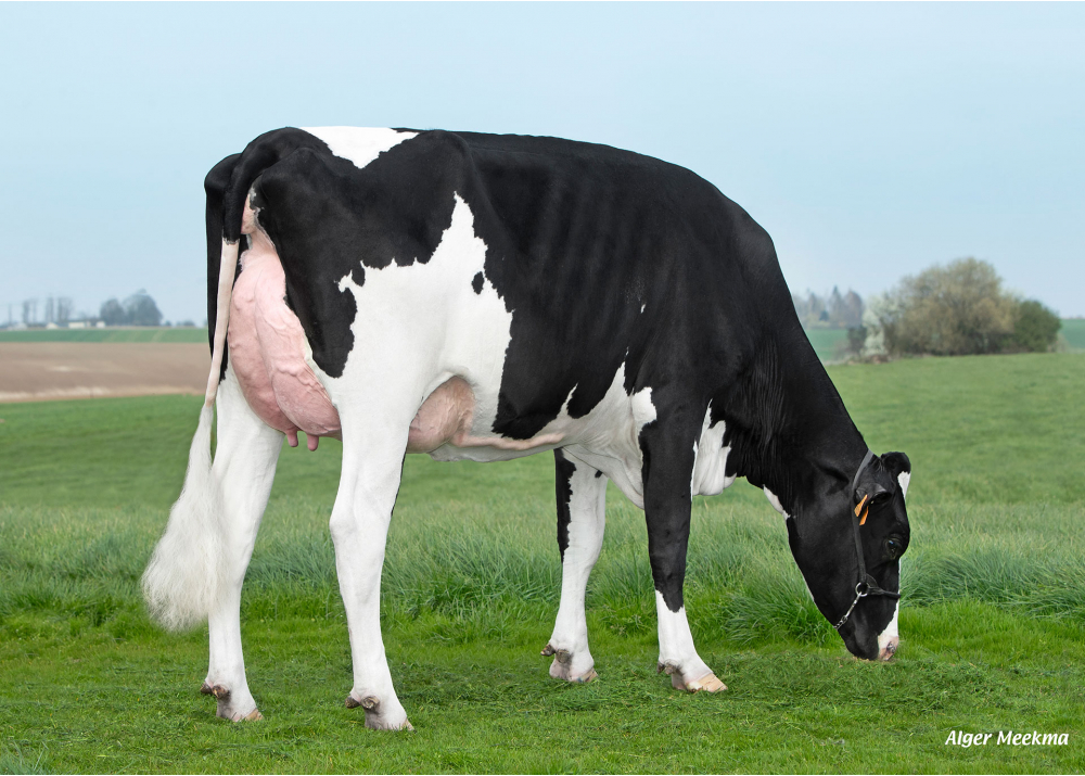 Vinted HGH, daughter of LV TARTUF - Owner: EARL HGHC. Clary (Fr.) Vinted HGH, daughter of LV TARTUF - Owner: EARL HGHC. Clary (Fr.)
