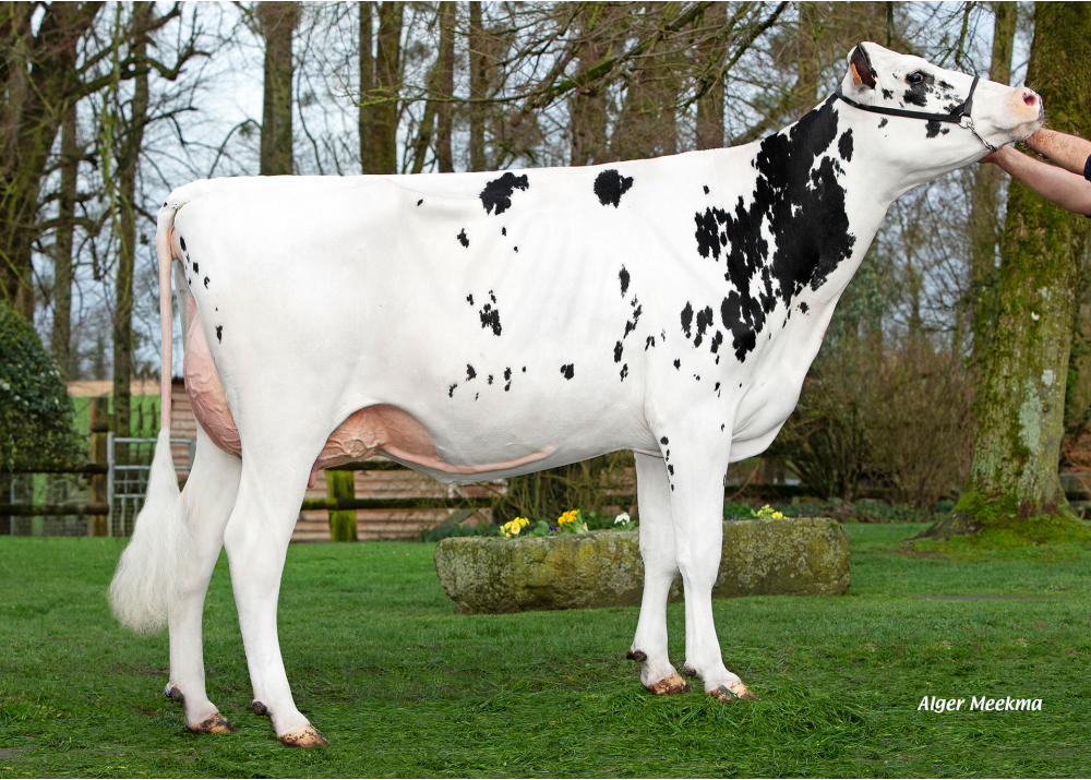 Unidine, daughter of SUPERMAN - Owner: SCEA Manoir de Durcet. Magny-le-Désert (Fr.)