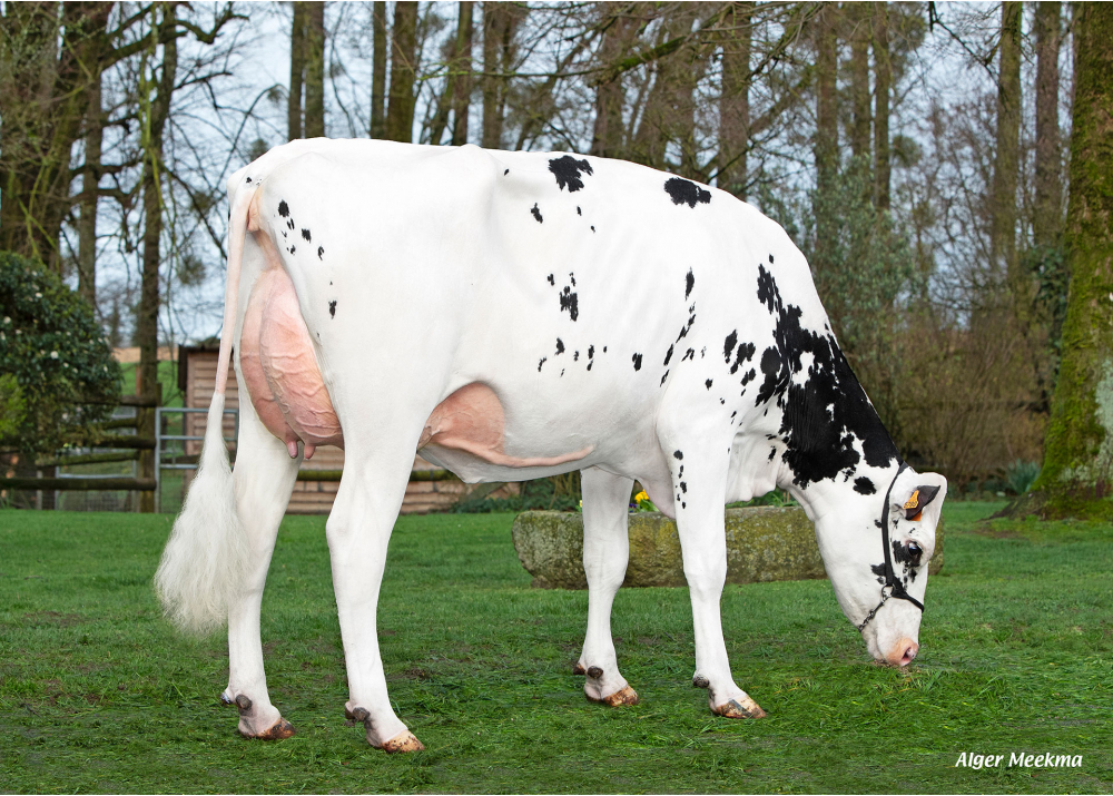 Unidine, daughter of SUPERMAN - Owner: SCEA Manoir de Durcet. Magny-le-Désert (Fr.)