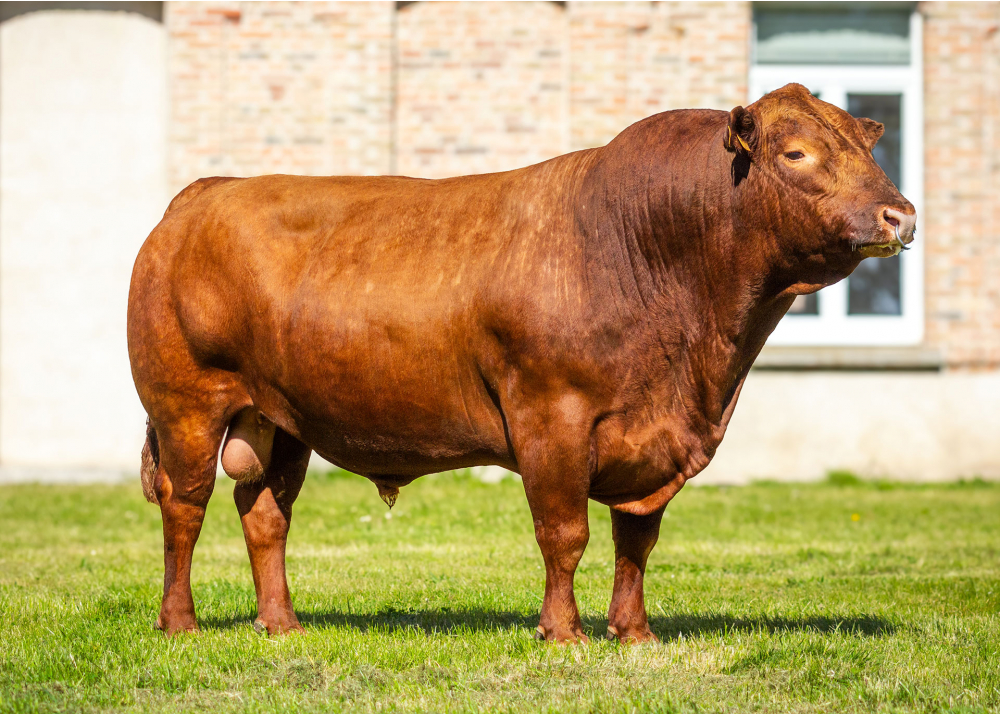 REDHOT GD
