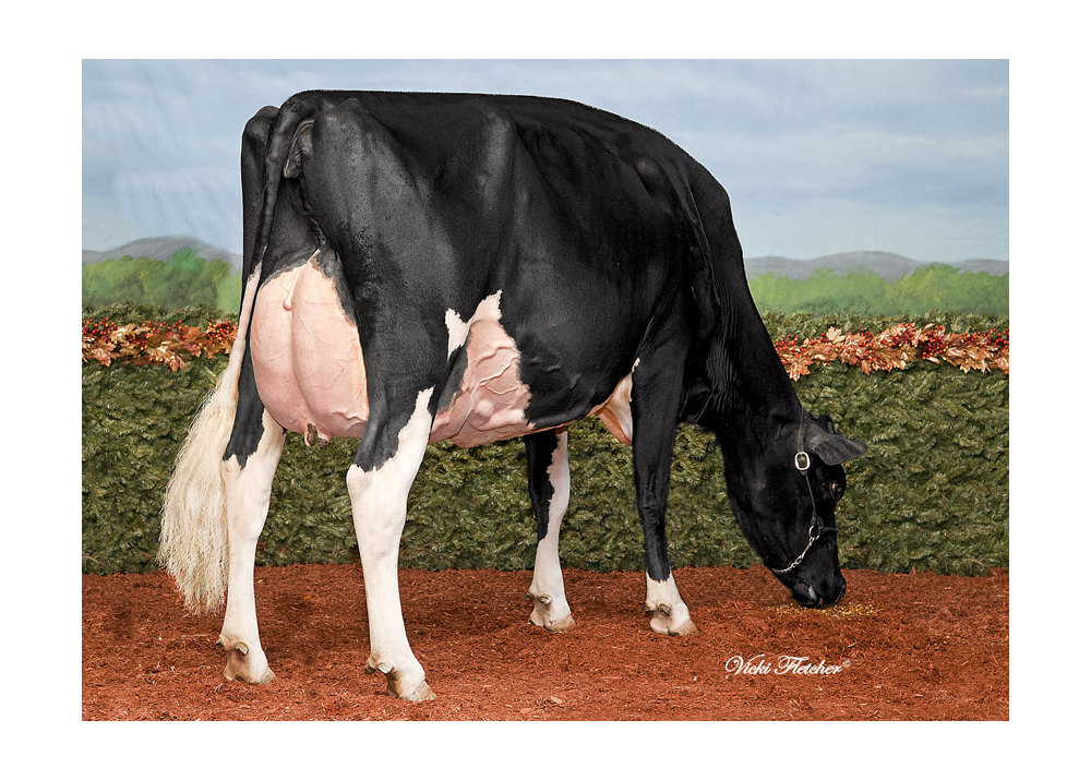 GM Silvermaple Camomile