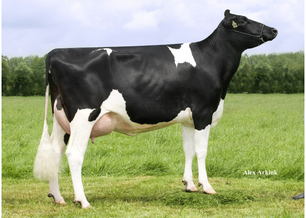 GM HLM LANA 700