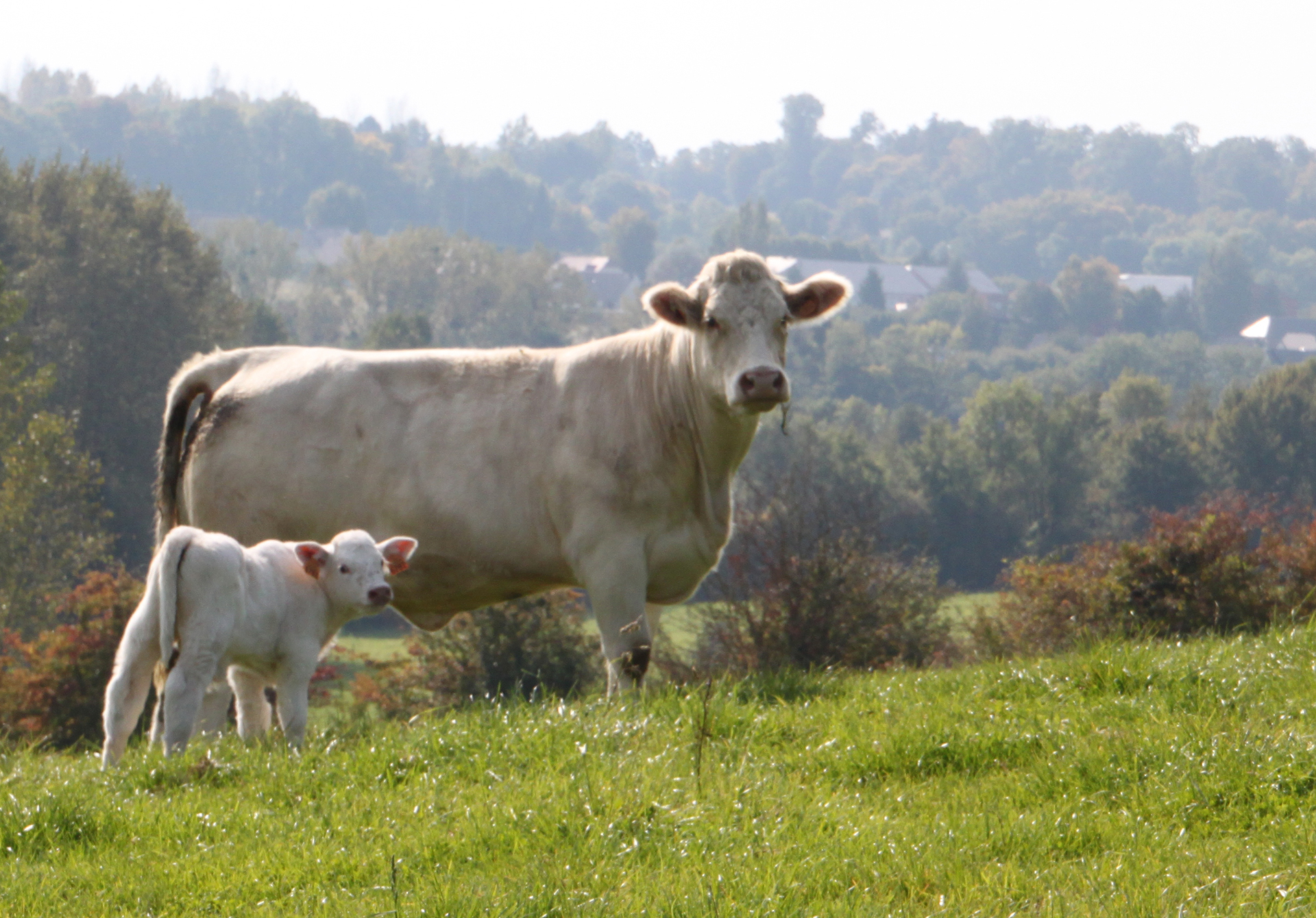 D2-mere-et-son-veau-charolais.jpg