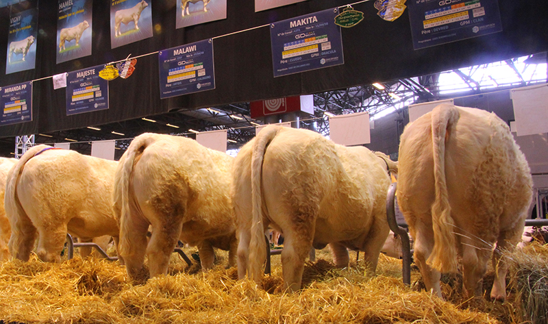 Robot de traite pour vache