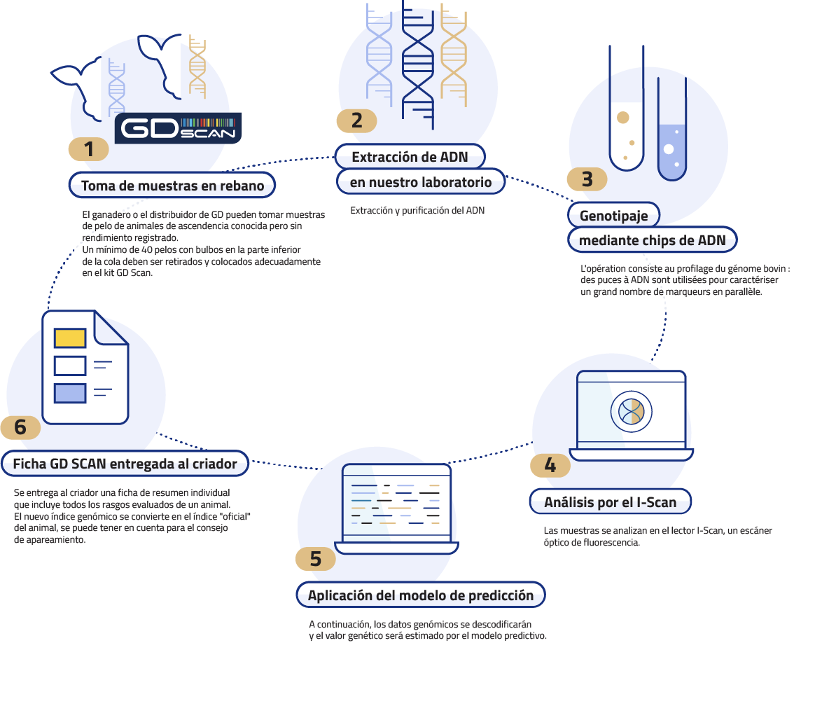 Etapes de l'évaluation génomique