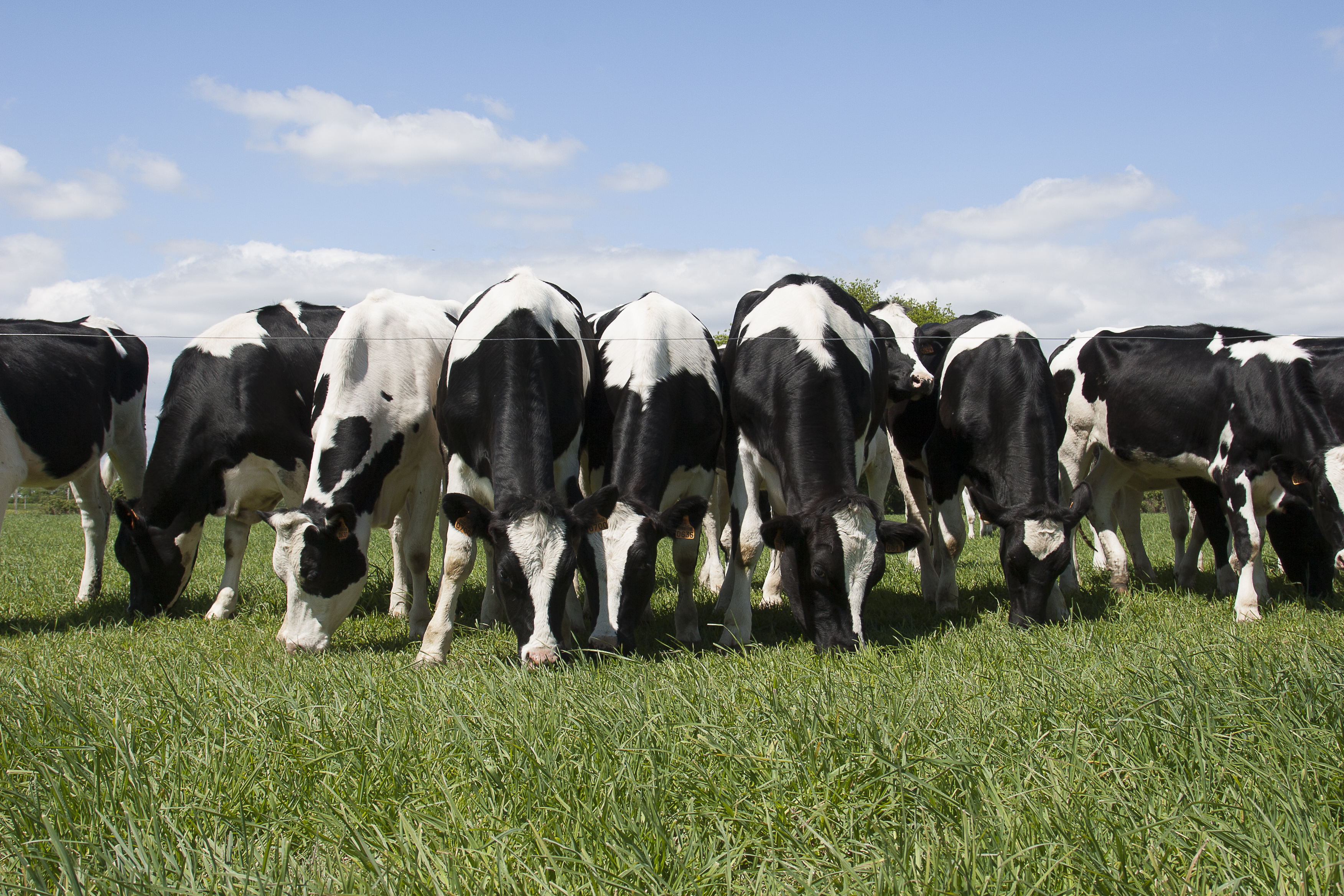 Robot de traite pour vache