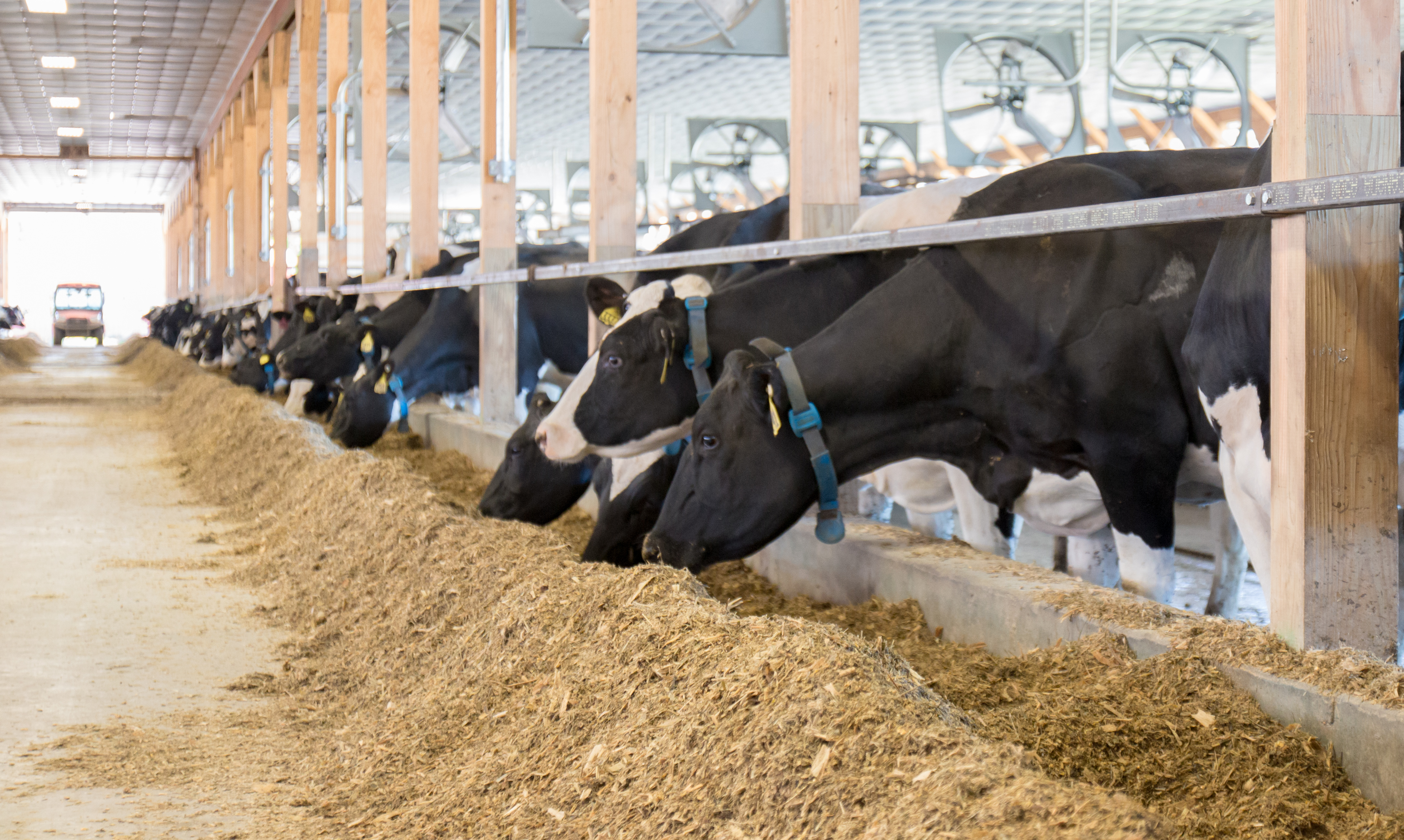 Robot de traite pour vache