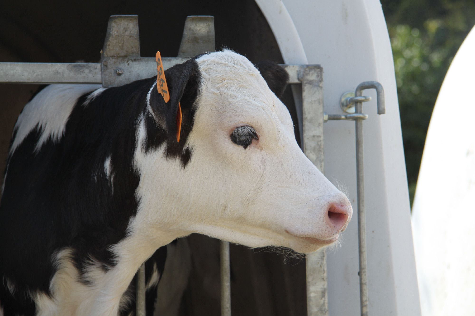 Robot de traite pour vache