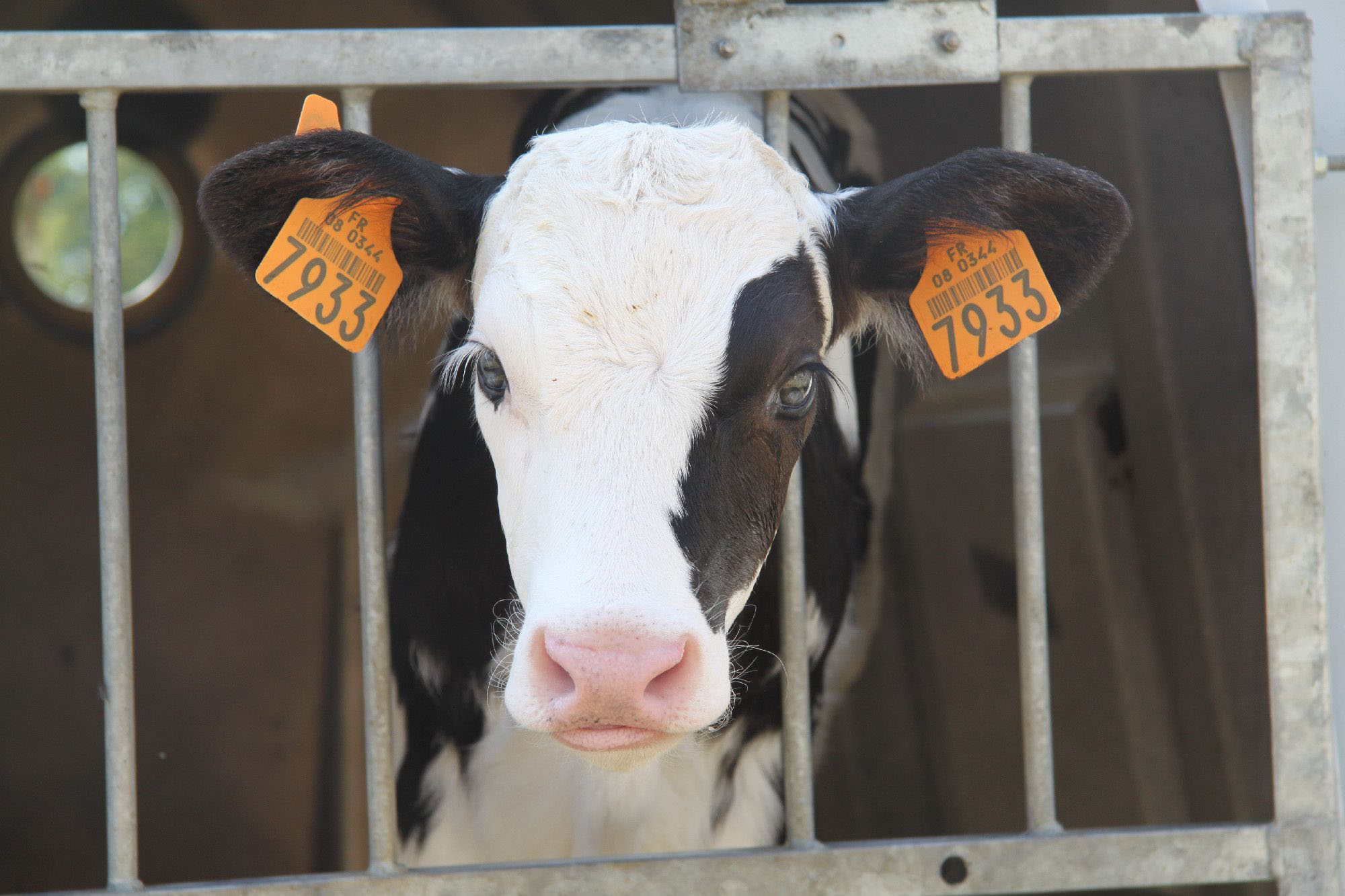 Robot de traite pour vache