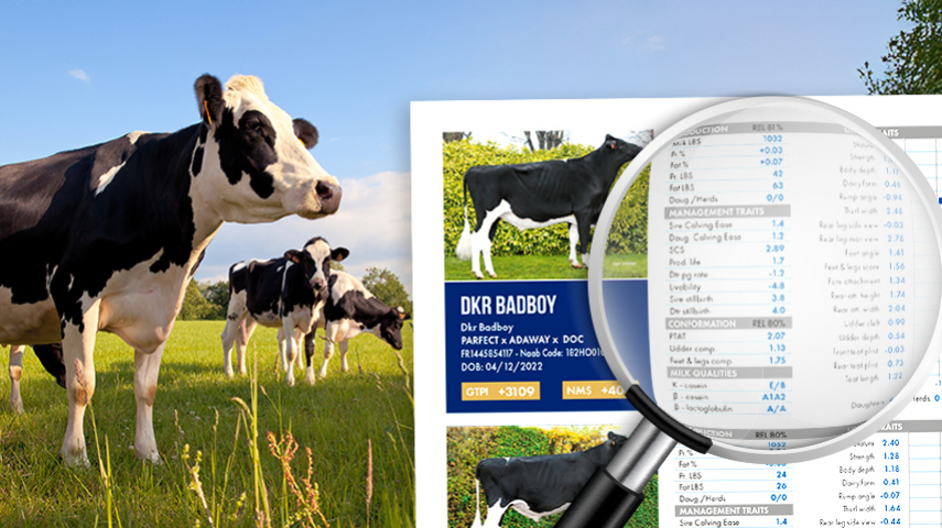 Holstein proofs - New bulls for all tastes!